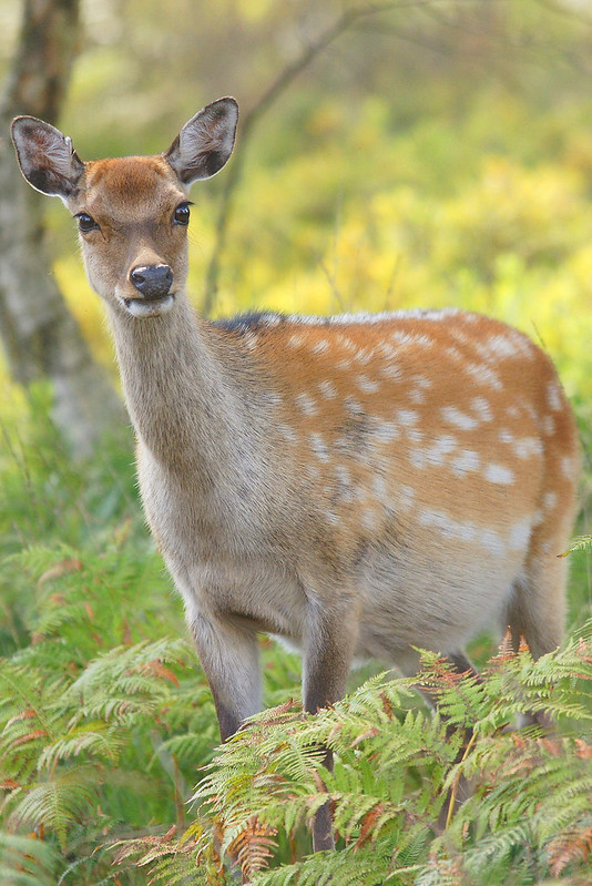 Sika Deer