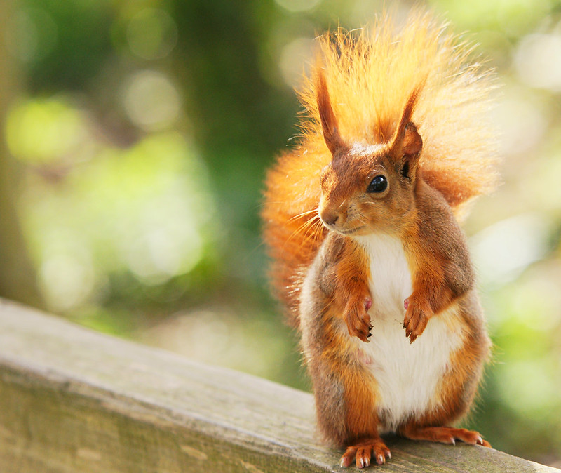 Red Squirrel