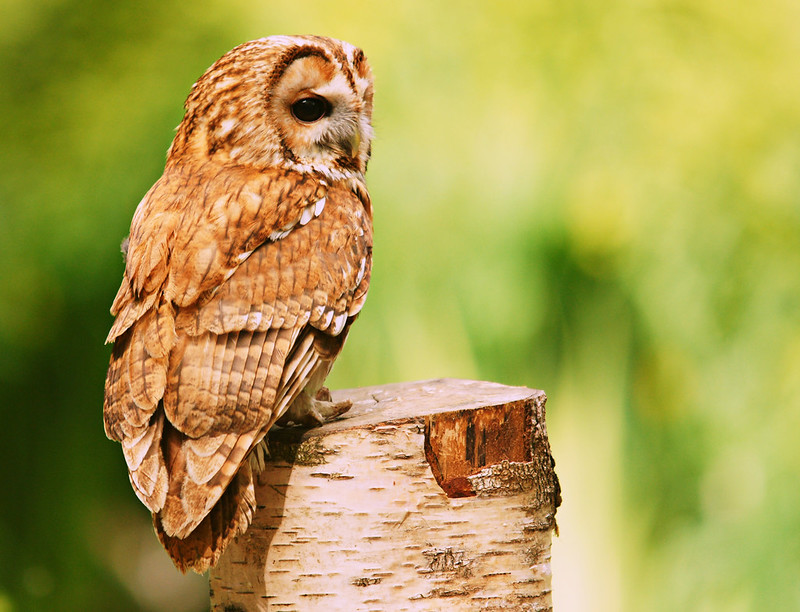 Tawny Owl