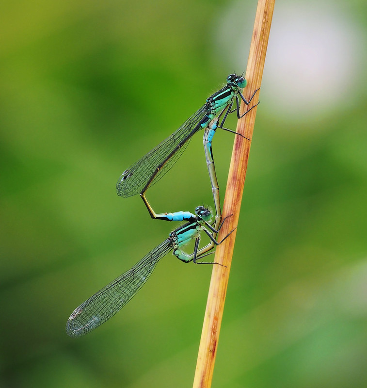 Damsel Flies