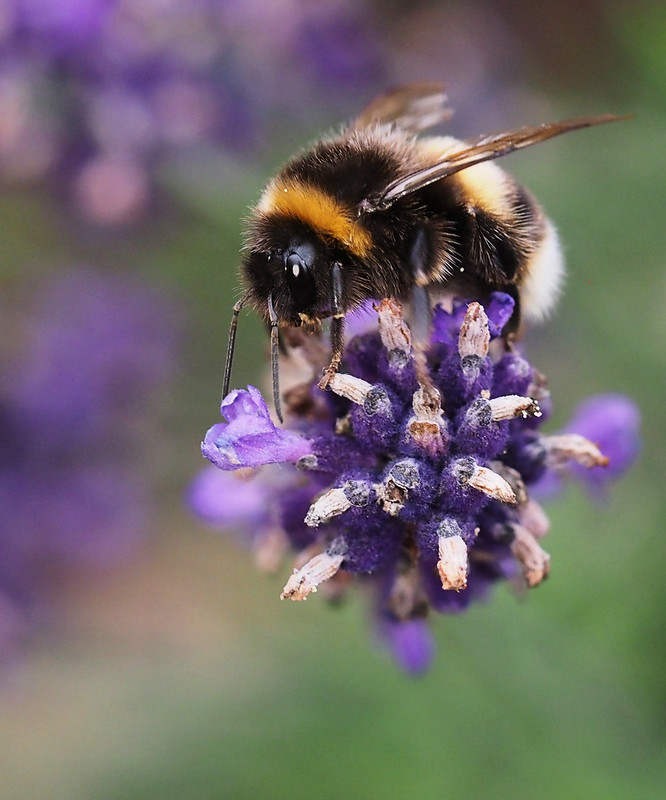 Bee on Lavender