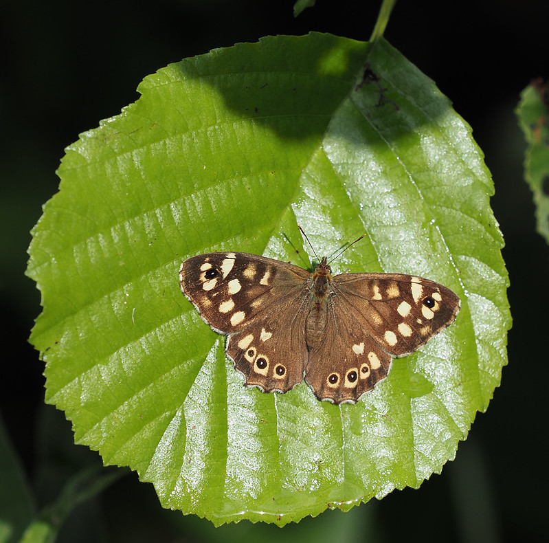 Speckled Wood Butterfly