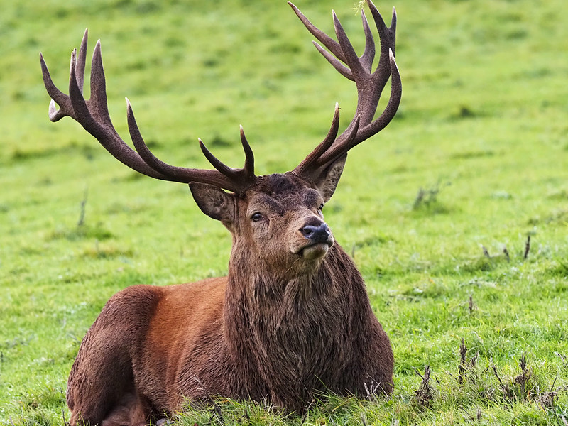 Red Deer Stag