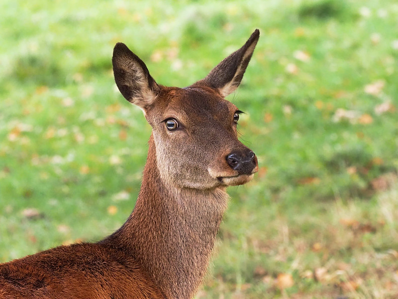 Red Deer Hind