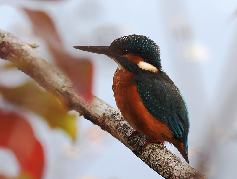 Kingfisher