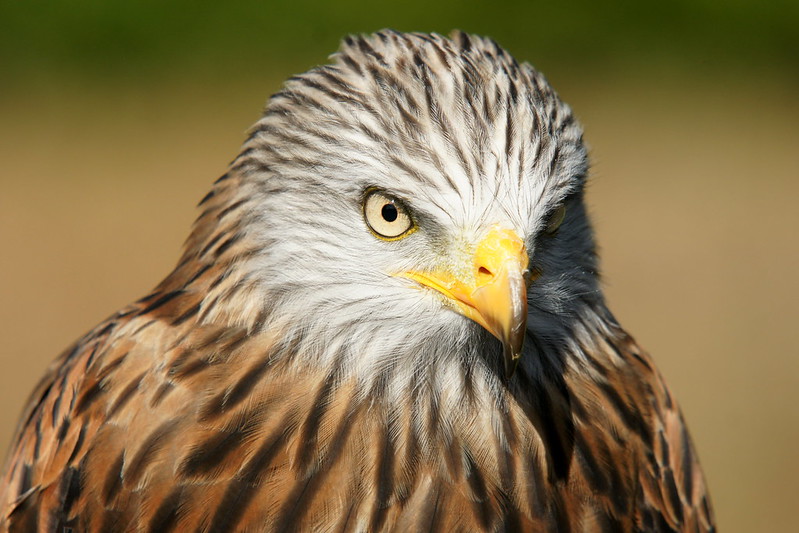 Red Kite