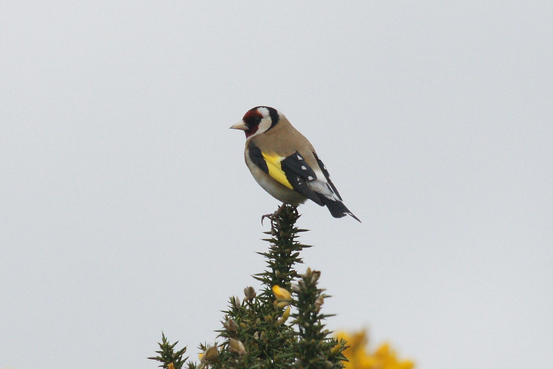 Goldfinch