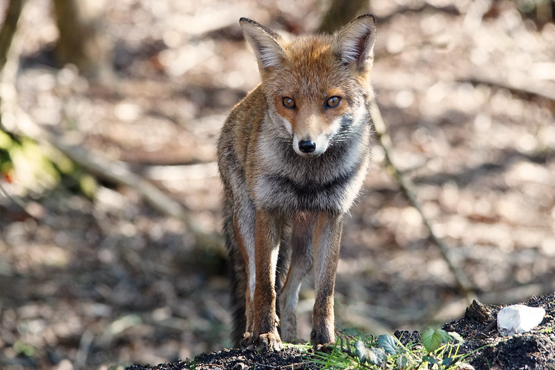 Red Fox