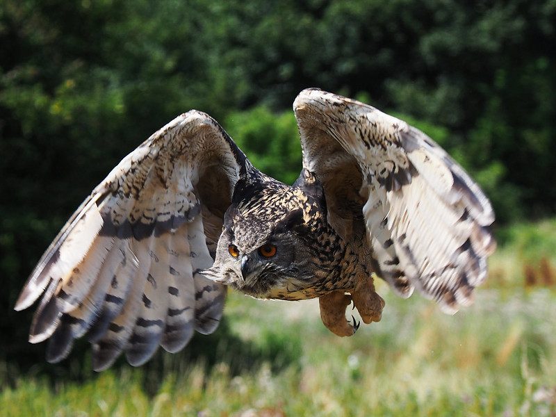 Eagle Owl