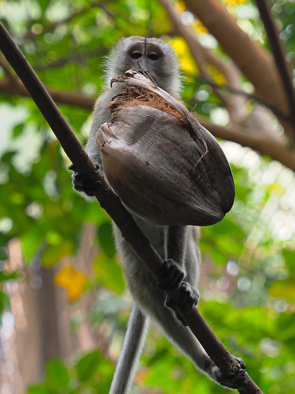 Long-tailed Macaque