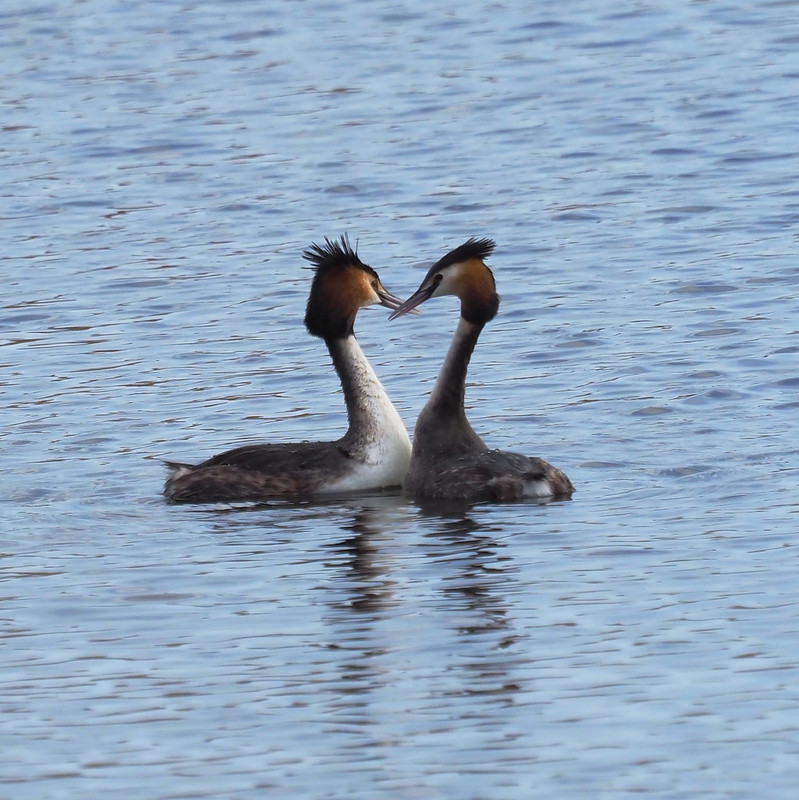 Grebes