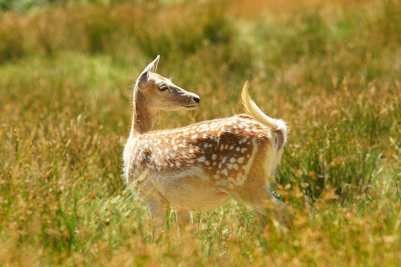 Fallow Deer